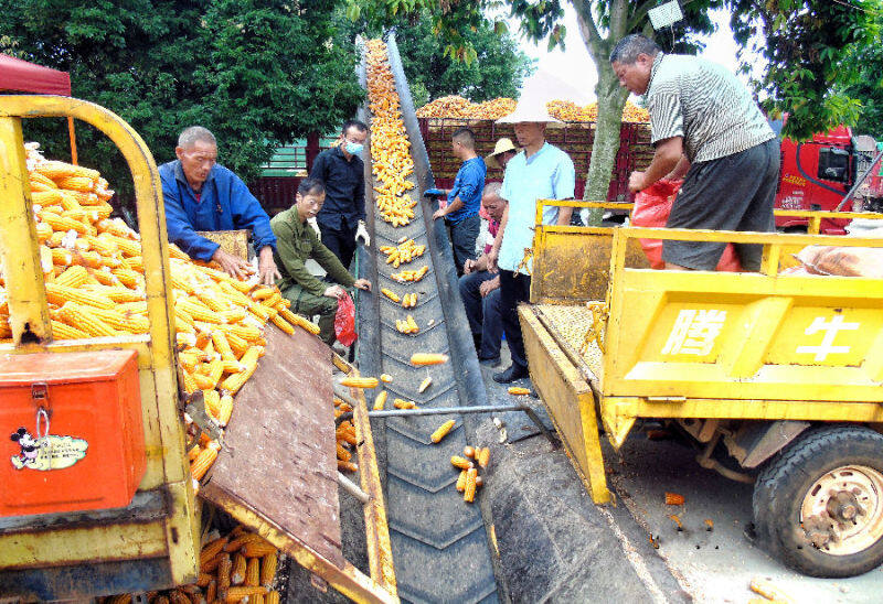 弥阳街道种植户交售的制种玉米通过传送带装车发送(余思琪 摄)