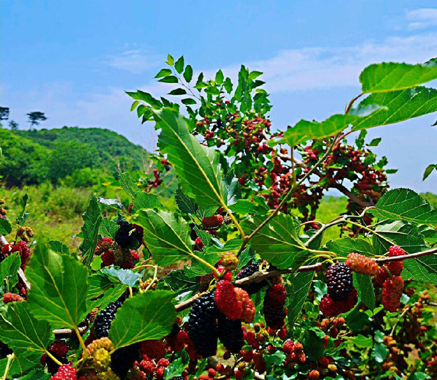 图为桑树浑身都是"宝"(李勤富 摄)