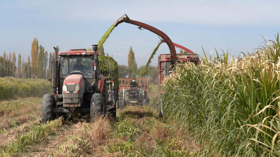 图为收割机穿梭在牧草种植基地进行收割(郭海涛 摄)