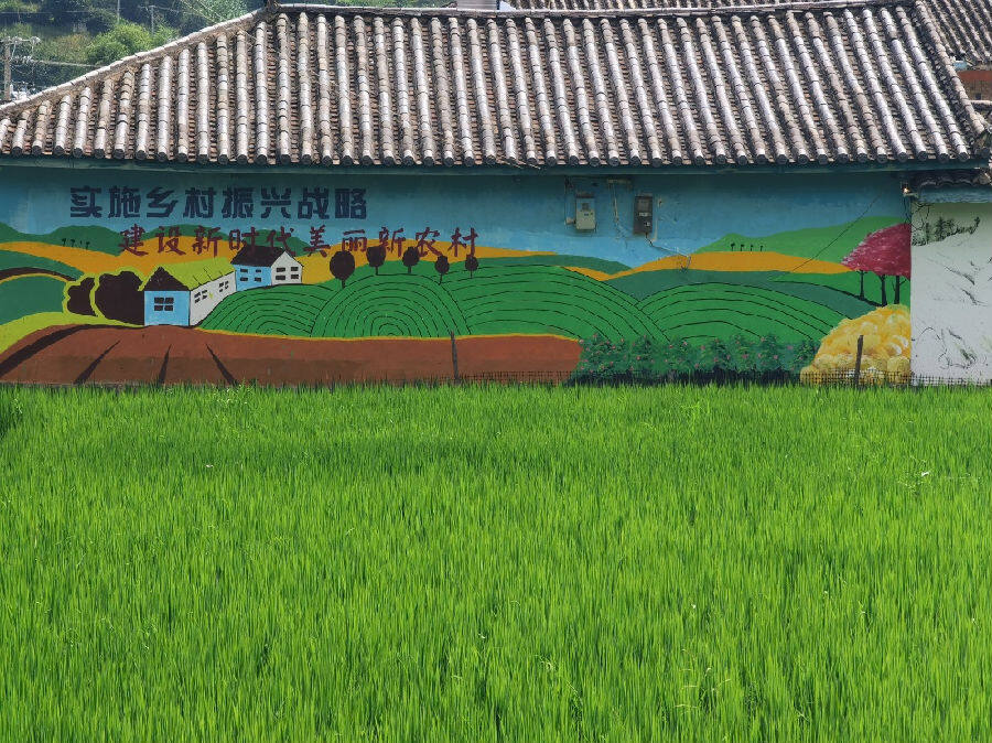 图为墙绘与农田互相映衬(金秋&nbsp;摄)