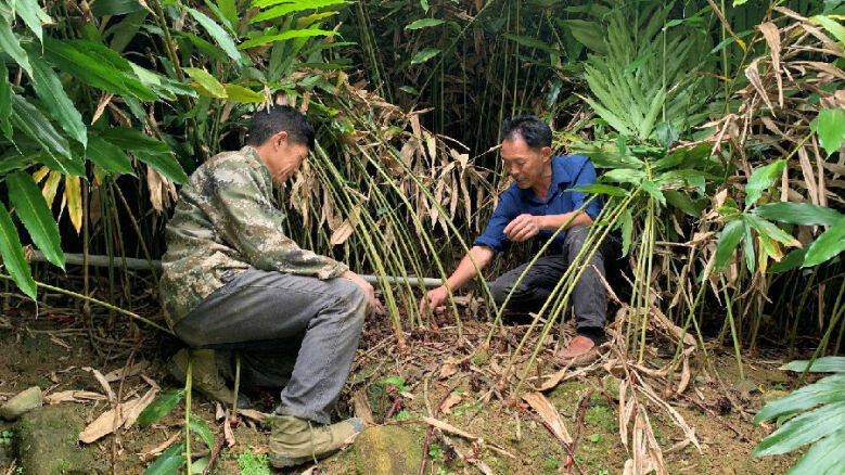 马正高(右)指导村民种植砂仁(邹丽娜 摄)