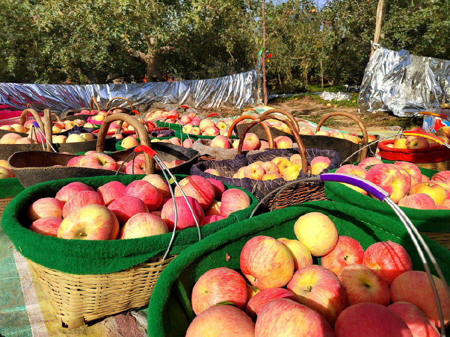 图为刚被采摘的苹果静等分选,打包,运输.(玛依拉 摄)