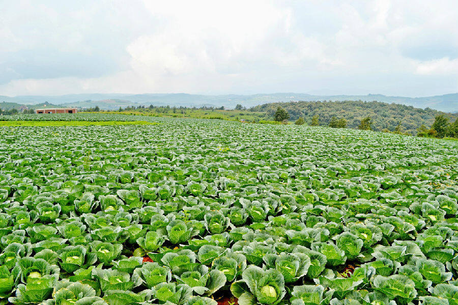 东山镇以"保姆式"服务不断营造良好的营商环境,引进云南霓绘蔬菜销售