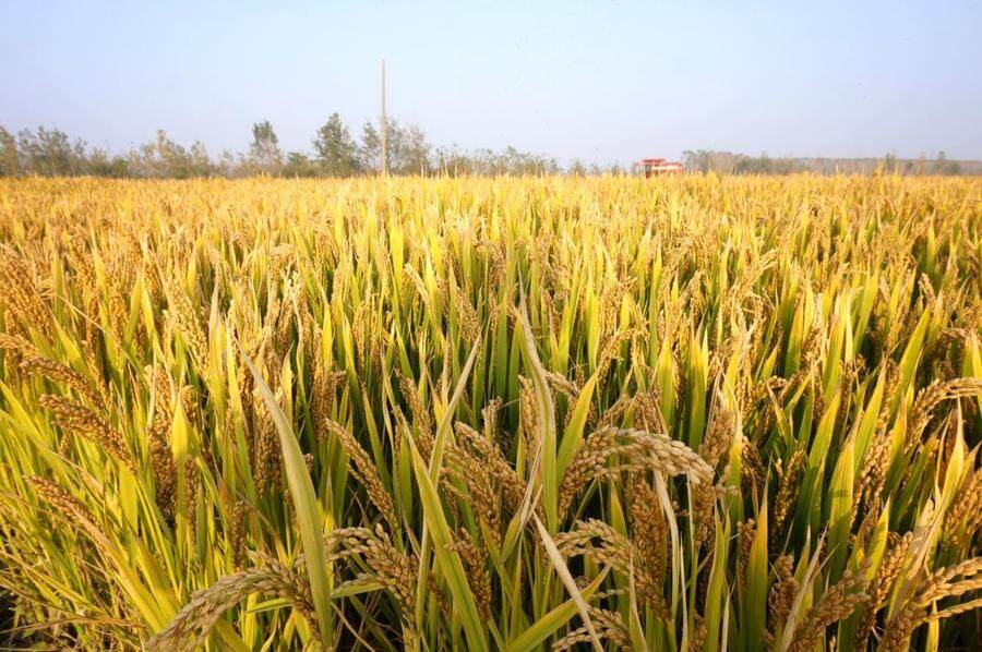 黄澄澄的稻谷颗粒饱满,随风摇曳,远近,深浅,一片片金灿灿的颜色,一阵
