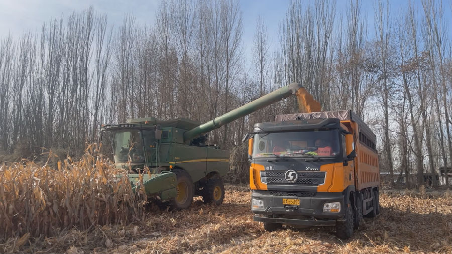 图为玉米粒从输粮管道倾泻而出倒入运粮车 (赵新昌 摄)