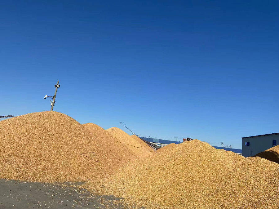 粮食收购现场(崔婉婷 摄)