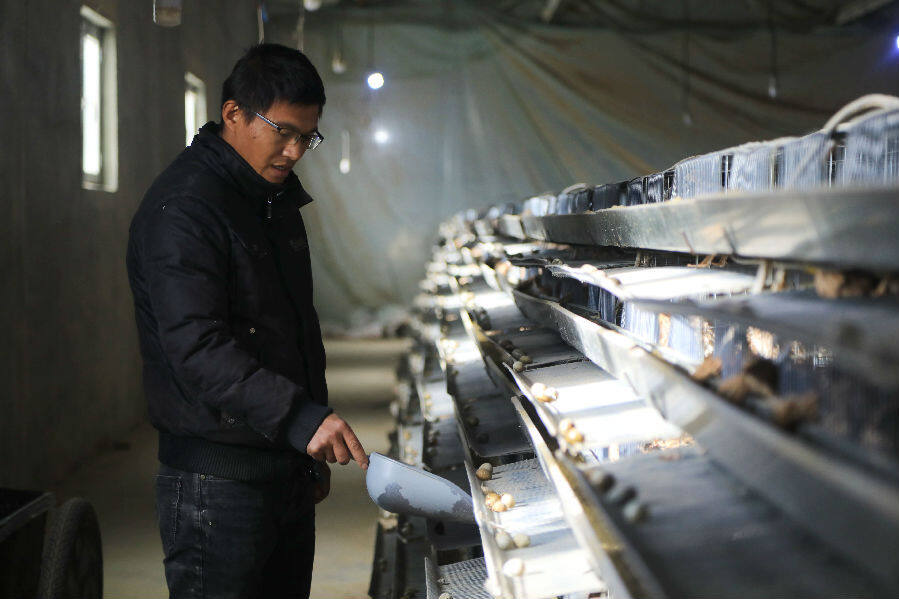 图为养殖户陈盼盼正在给鹌鹑添加饲料.(胡侍琦 摄)