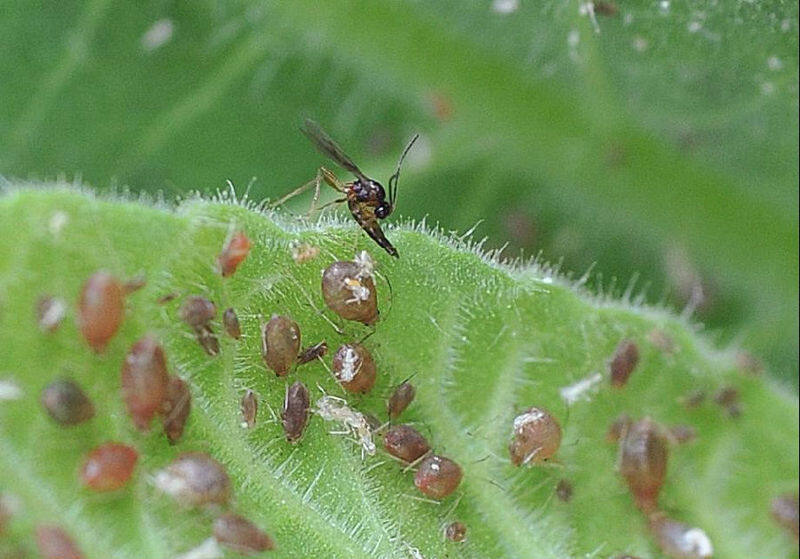 蚜茧蜂从蚜虫体羽化(玉严 摄)