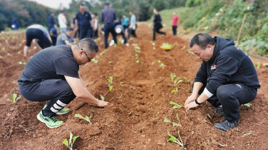 党校学员移栽菜苗(王喆 摄)