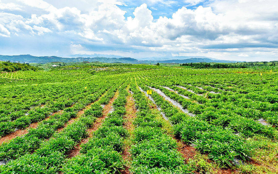 图为综合体内卫泸村的千亩人参果长势喜人(赵树龙 摄)