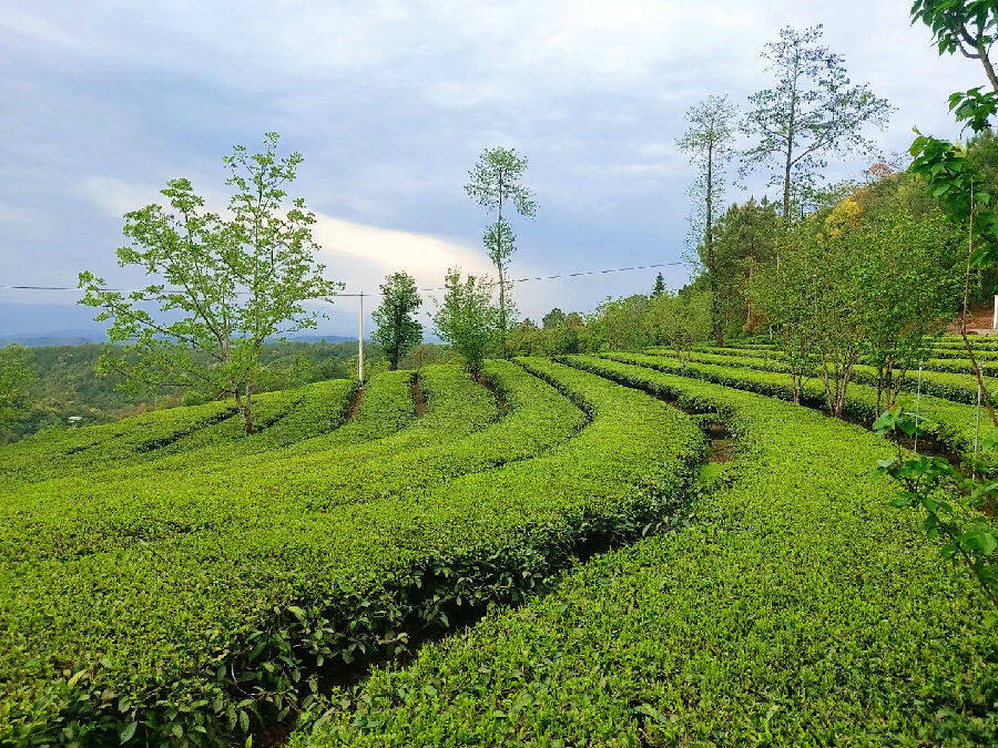翁堵镇茶园(李国军 摄)
