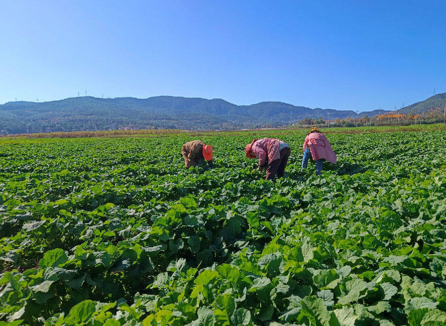 产业协同质量高 多产融合增效益通过探索"烟叶 油菜"特色轮作种植模式