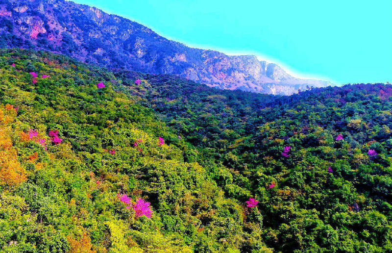 圖為高山野生櫻花在彌勒市東山鎮海拔2000多米的