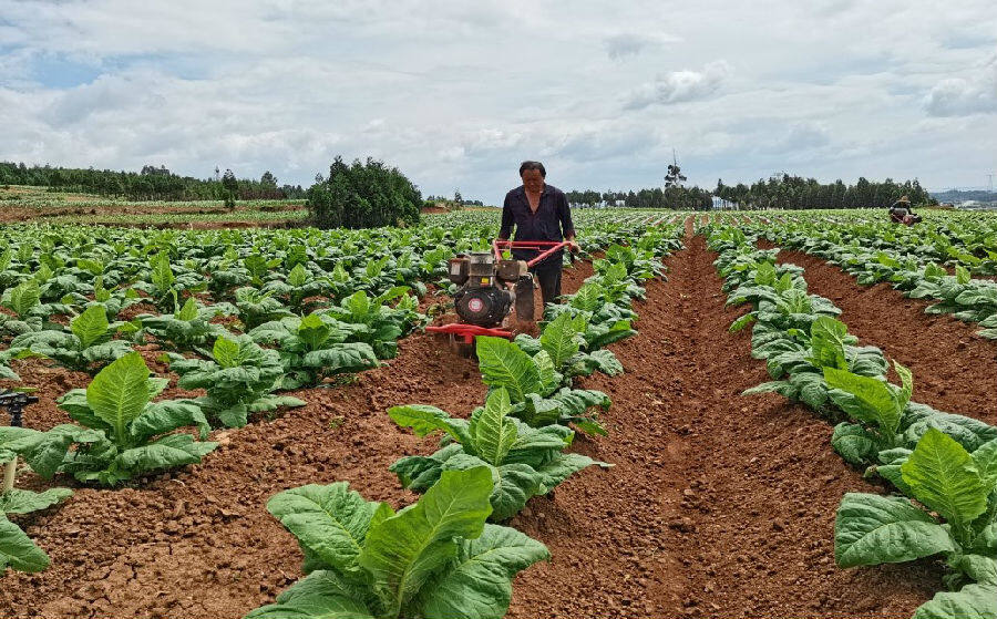 泸西县中枢镇大雨龙村机械中耕培土 (陈乐 摄)