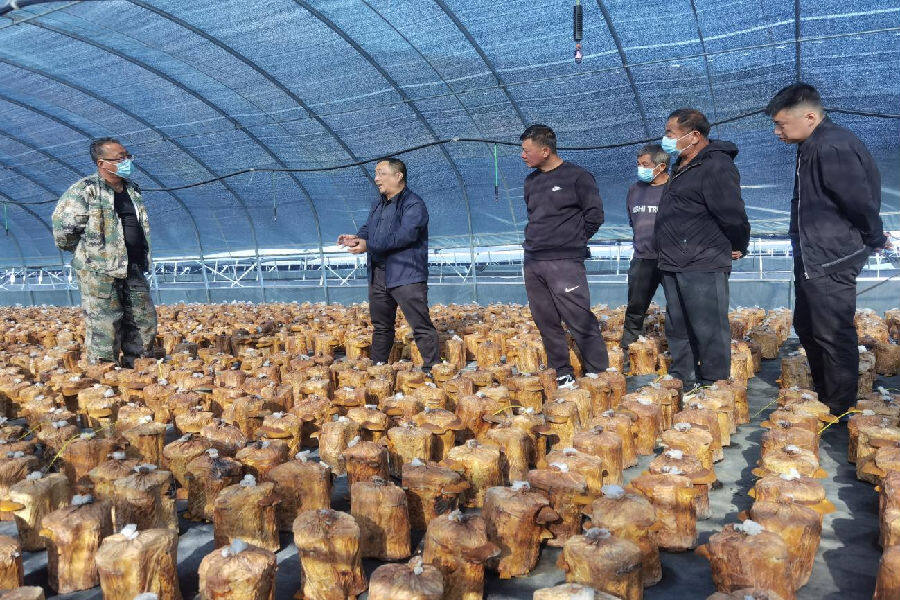 邀请专家实地指导桑黄专业种植技术(牛冰摄)