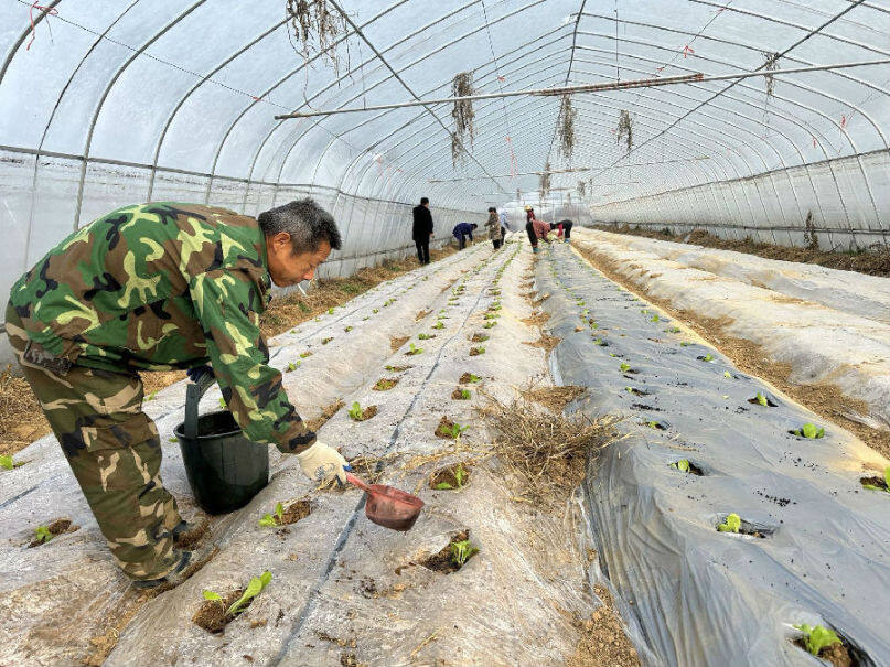 图为春节前农民正忙着裁种晚熟大白菜（余惠玲 摄）
