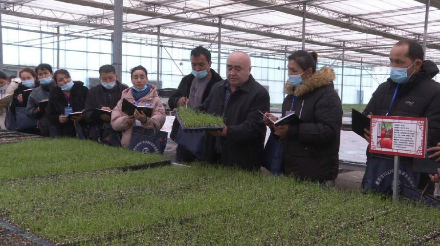 图为在库车市2022年高素质农民培育项目培训班上，老师带领学员们来到育苗基地和温室大棚，进行现场授课。（杨鹏 摄）