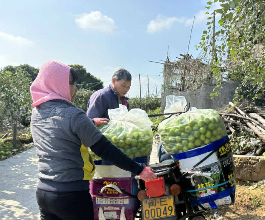 果农们打包青枣即将送至收购点(李欣倩 摄)