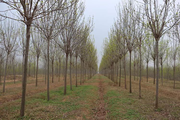 曹县郑庄街道办事处王河村种植的经济林木（李龙杰 摄）