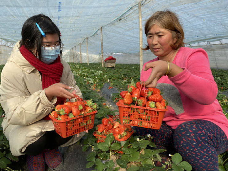 刘营村“刘家奶油草莓采摘园”的女主人刘海霞和女儿一块采摘草莓。（赵永昌 摄）