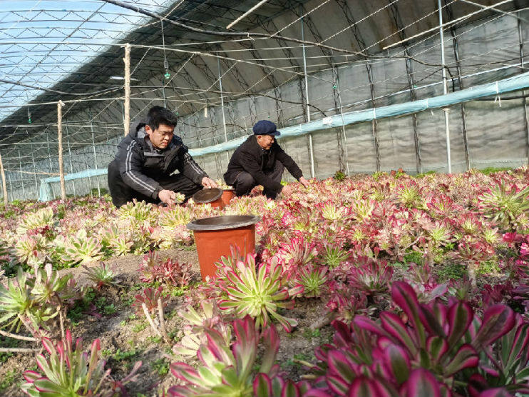 徐士显（左一）和工人在种植基地内整理即将上市的多肉植物（薛霞 摄）