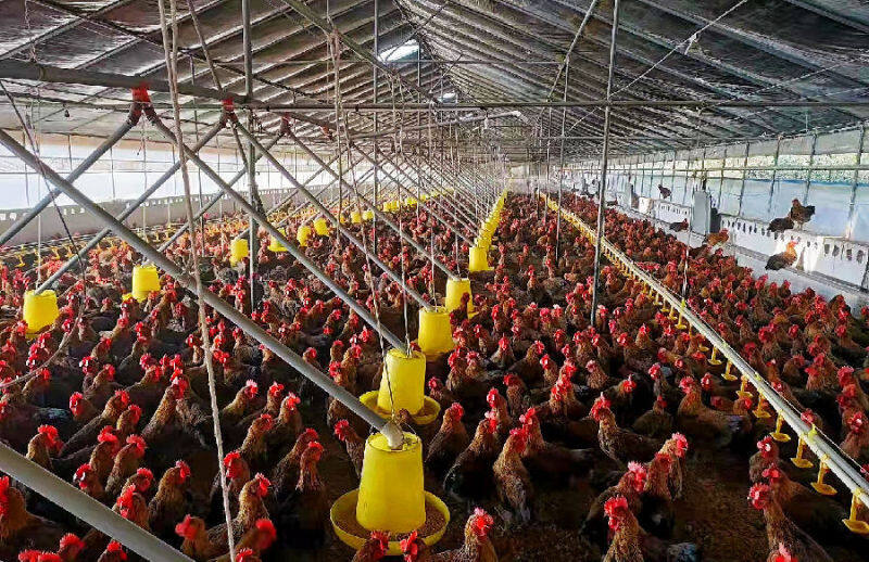 当甸村温室养鸡大棚(赵树龙 摄)