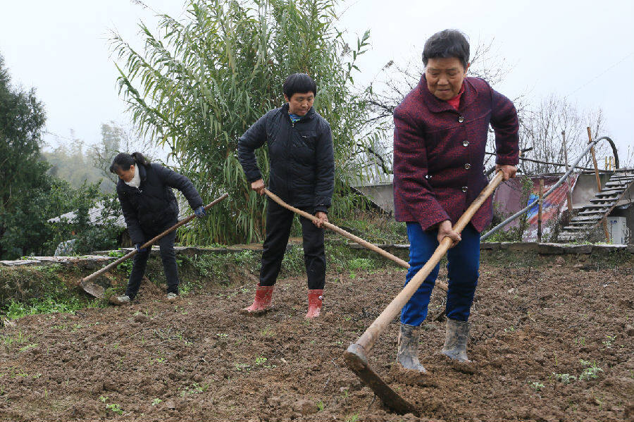 工人们拿着锄头在地里除草(陈雨 摄)