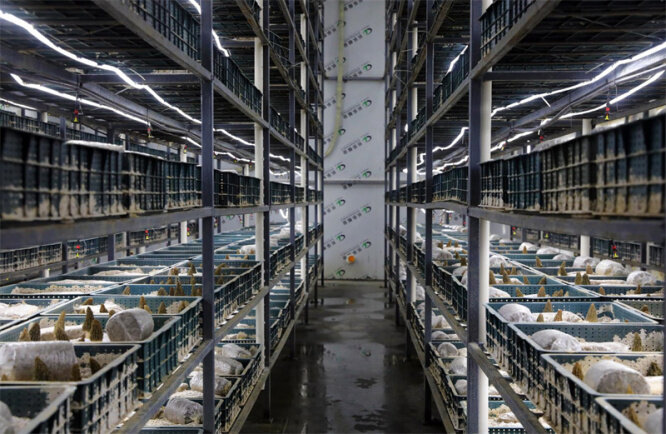 目前,该公司羊肚菌工厂化种植面积有25间3000平方米菇房,从去年上半年
