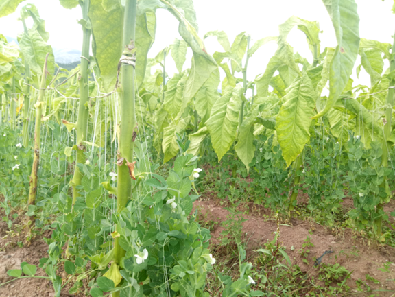 据介绍,青豌豆烟后套种,在烤烟采收中后期的烟墒上直接套种豌豆,利用