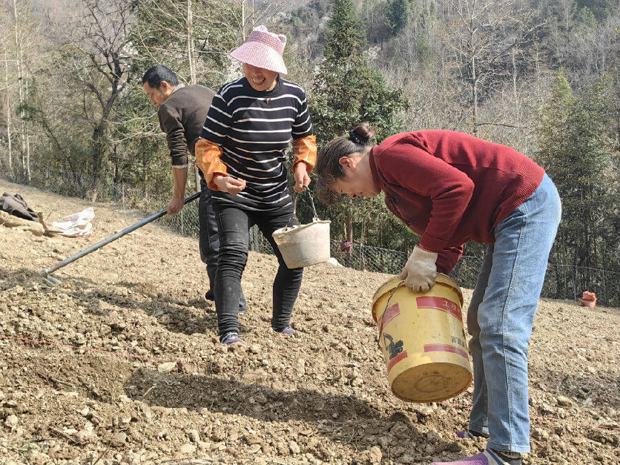 图为工人种植中药白附子(曹琳 摄)