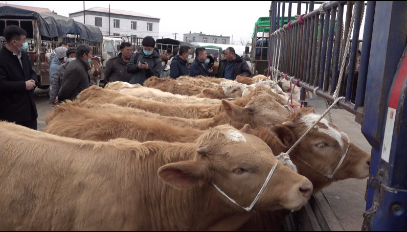 黄牛交易市场(臧威 摄)