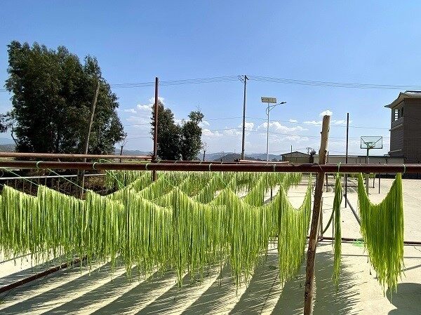 新邑村贡菜晾晒加工场(宝杰涛 摄)