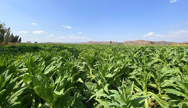 贡菜促致富 幸福新邑绿油油_县域经济网
