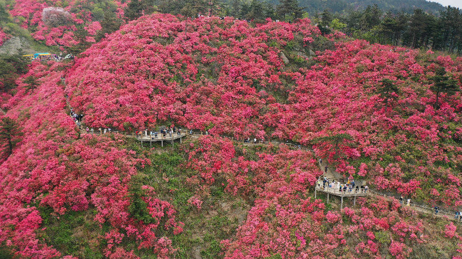 图为满山遍野的杜鹃花盛开(王琏杰 摄)