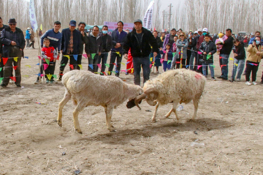 图为斗羊比赛现场(王丽 摄)