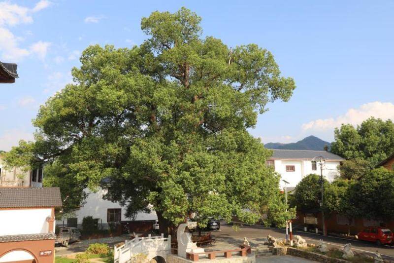 东阳村古樟树(贺旭昱 摄)