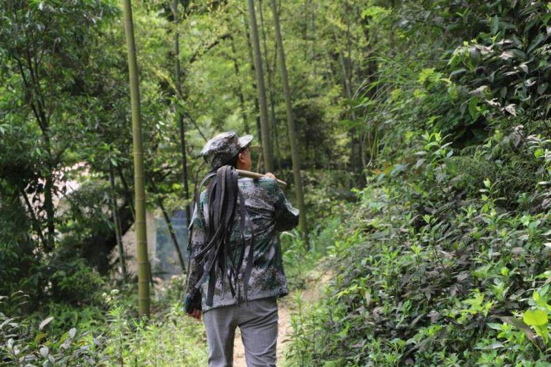 萍乡市优秀基层林长胡小花在水山村林场开展巡林工作