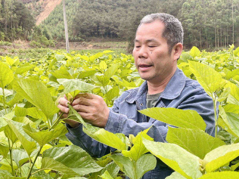 图为正在检查桑叶的覃加升(覃琳琳 摄)