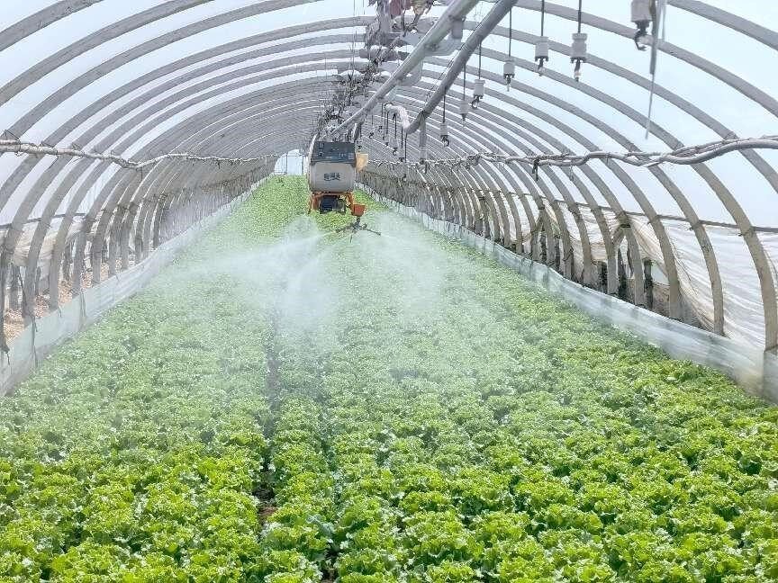 村民利用喷雾机器人喷洒农药(詹妮 摄)