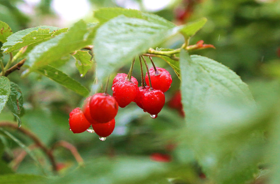 晶莹剔透圆润的果实(苏雪松 摄)