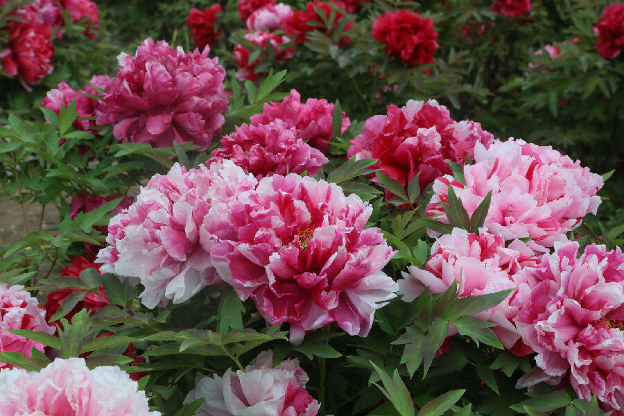 牡丹花开惹人醉 城市美景客自来_县域经济网