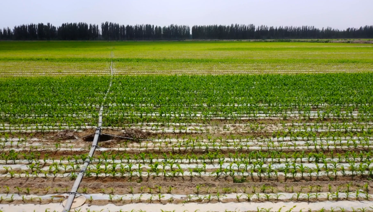 新疆绿洲灌溉农业图片