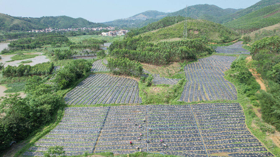 图为贵港市港南区木梓镇藿香种植产业示范基地(谭天力&nbsp;摄)