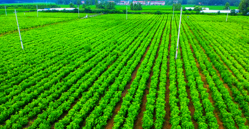 万亩桑园绿意盎然(顾士刚 摄)