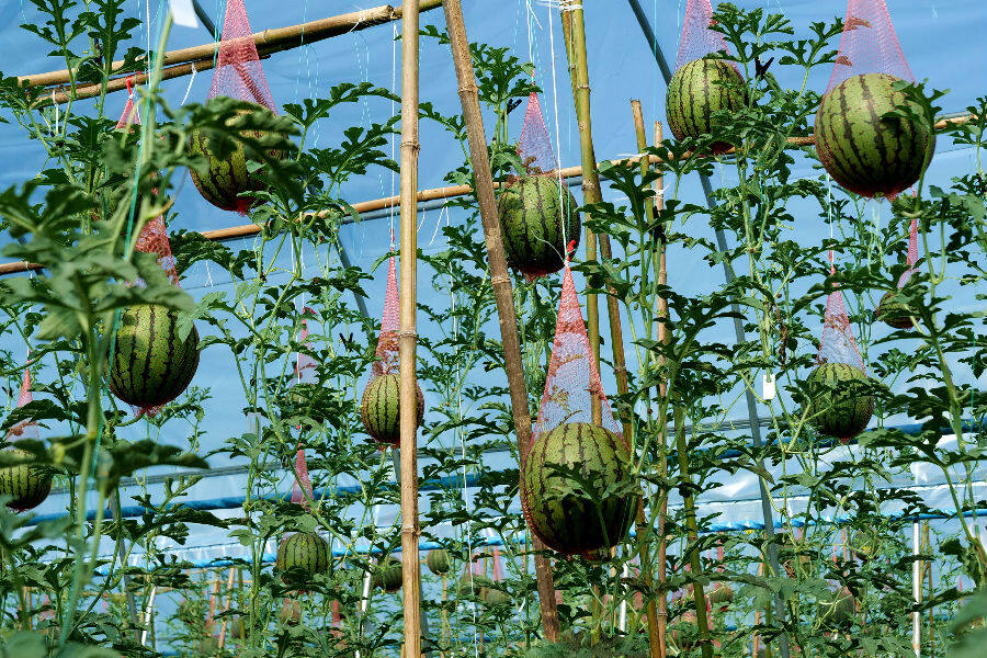 吊瓜迎来好年景(张林林 摄)