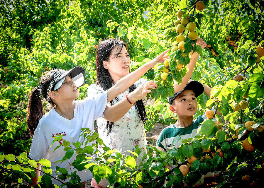 桃杏果飘香亲子采摘乐