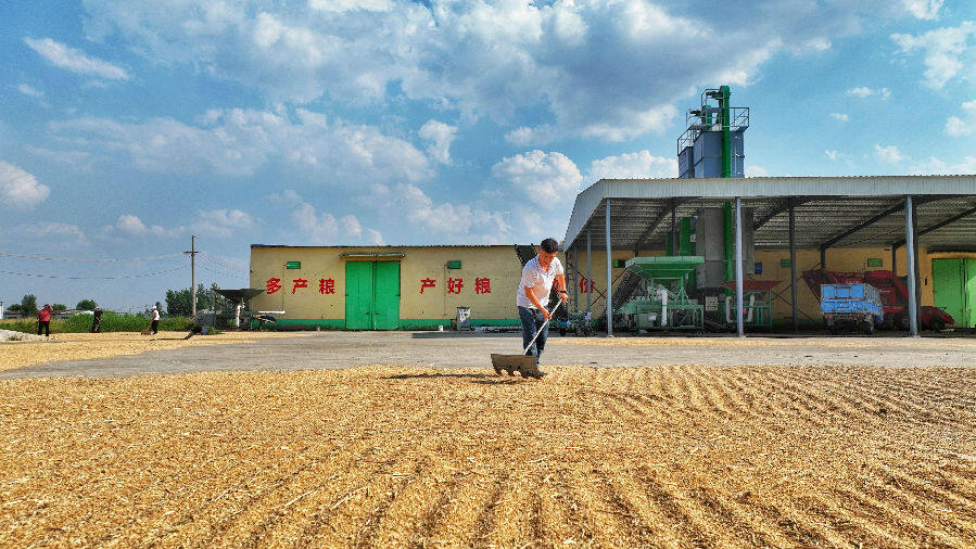 粮农在乐陵市金穗农业服务有限公司孔镇服务站晒麦场翻晒小麦(贾鹏 摄