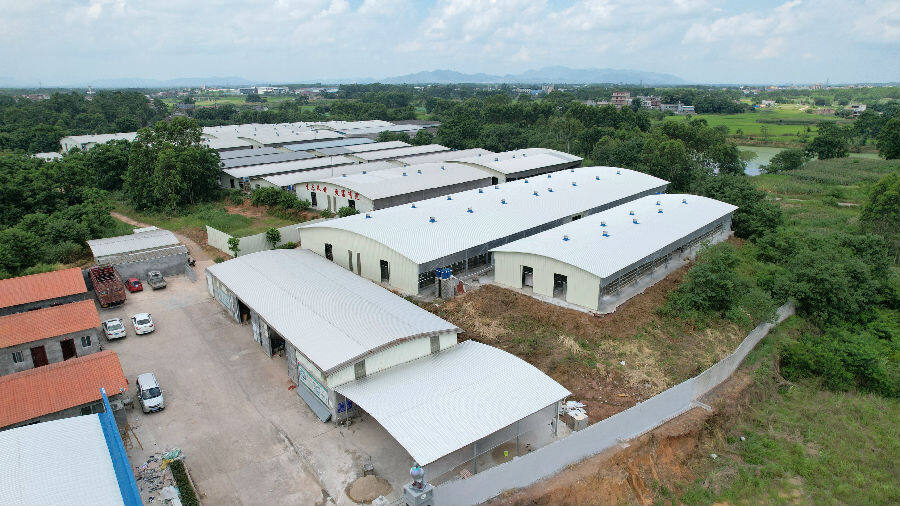 图为广西贵港吉丰肉鸽养殖专业合作社的养殖基地(黄颖 摄)