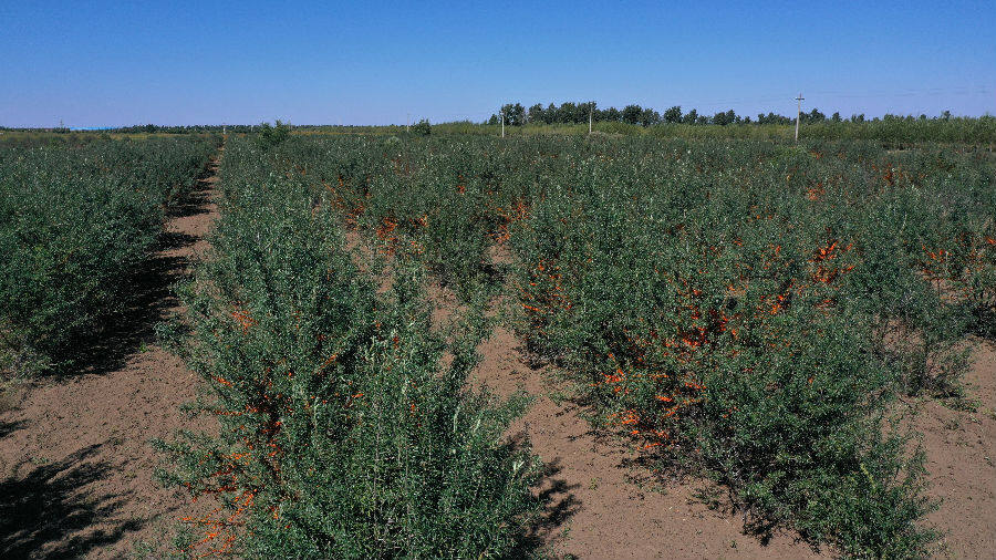 涉及东毛都,布敦毛都两个嘎查村,种植沙棘面积约3100多亩