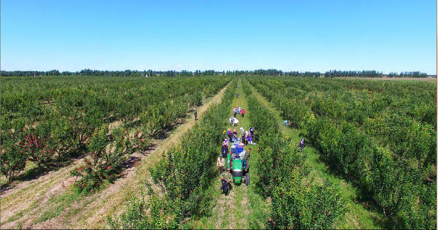 希伯花镇通过大力发展林下产业,抓住退耕还林和无立